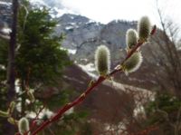 Klik za večjo sliko