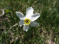 Klik za večjo sliko